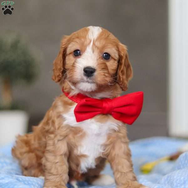 Rocky, Cavapoo Puppy